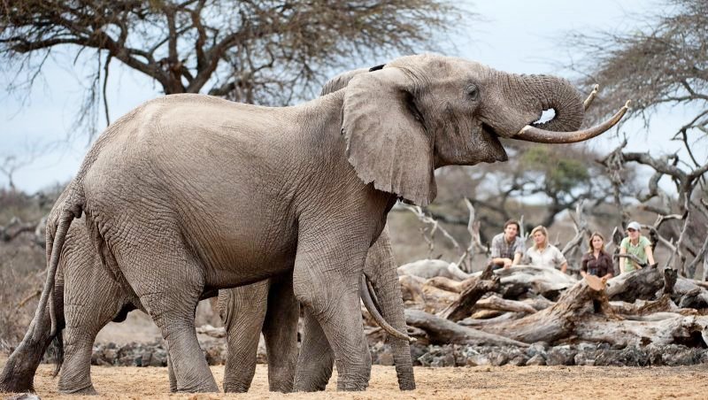 Amboseli