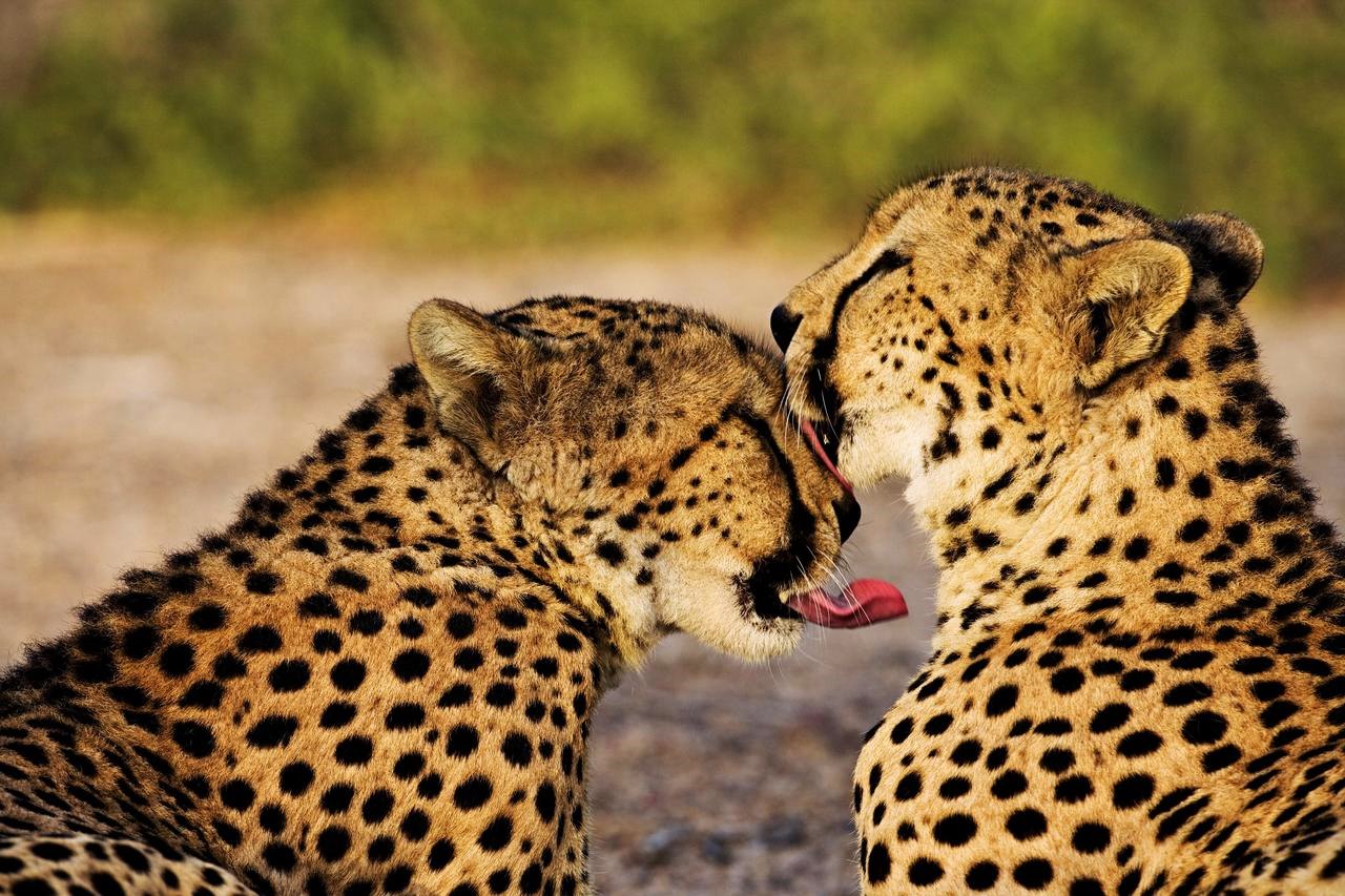 Anantara Sir Bani Yas Island Al Yamm Villa Resort en Abu Dhabi