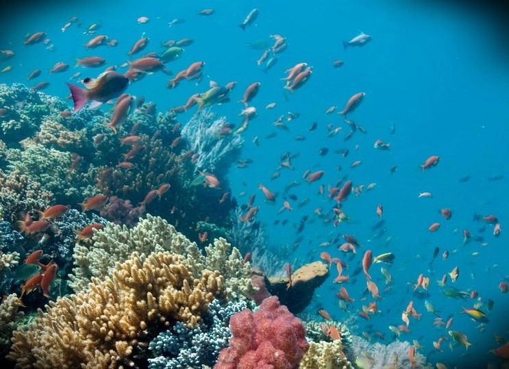 Bali (Menjangan) | LAT.40