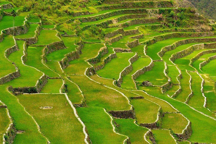 Banaue | LAT.40