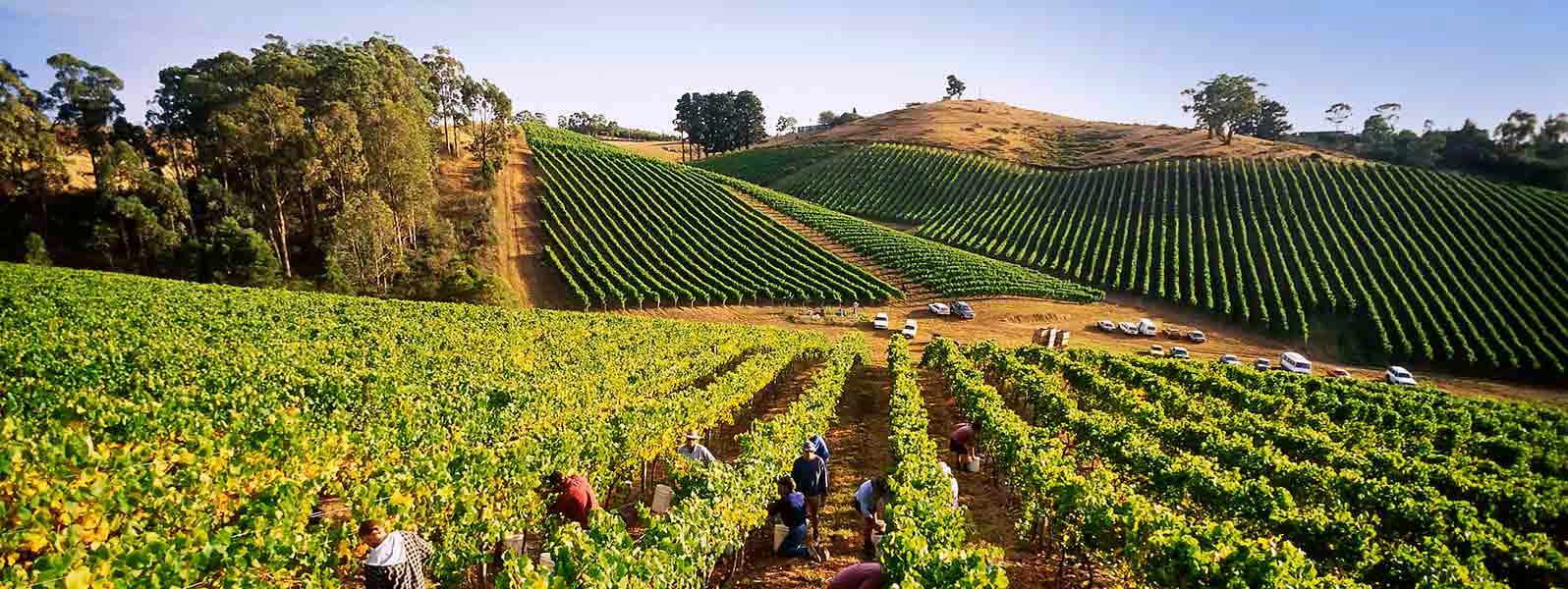 Barossa Valley | LAT.40