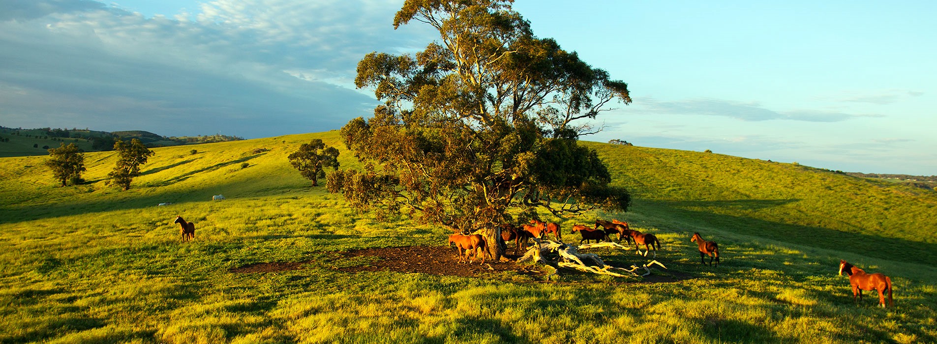 Barossa Valley | LAT.40