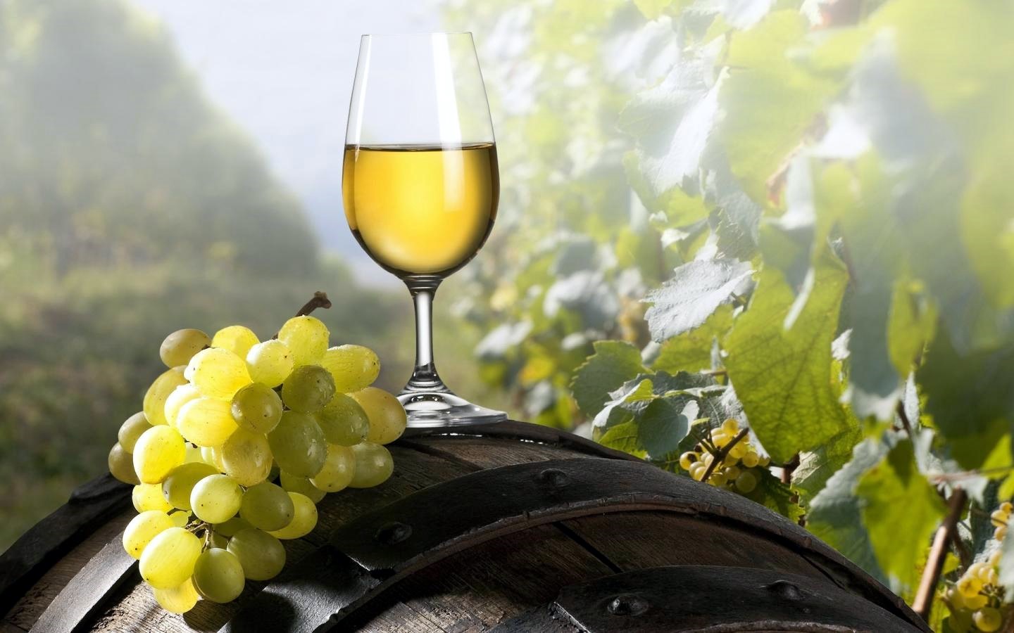 Barossa Valley | LAT.40