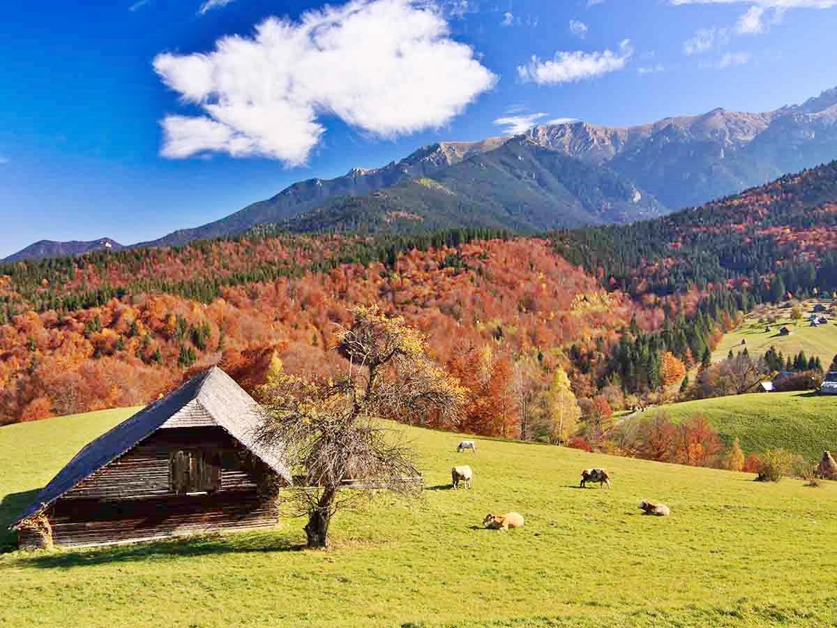 Brasov | LAT.40