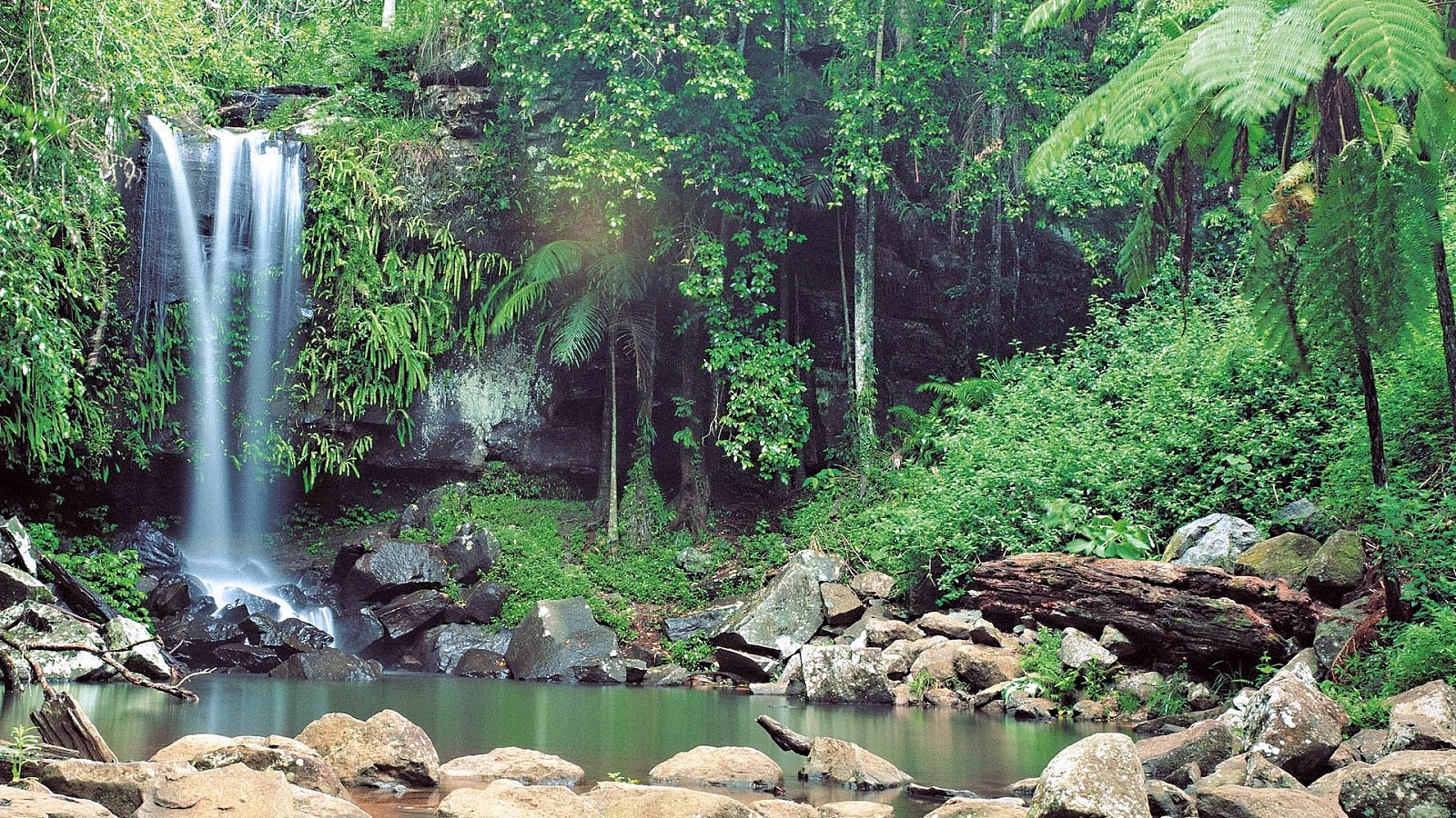 Daintree Forest | LAT.40