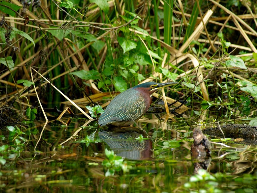 Everglades National Park | LAT.40
