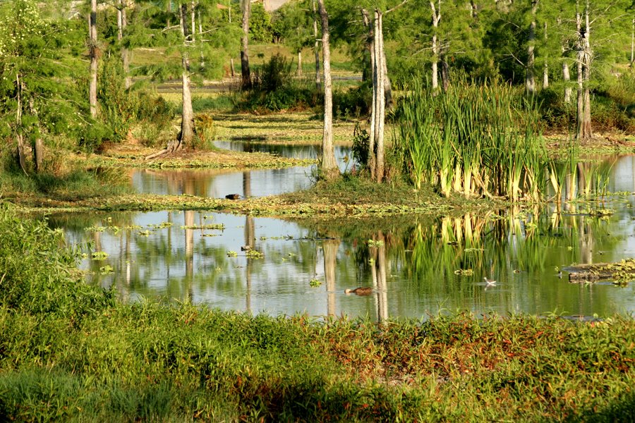 Everglades National Park | LAT.40