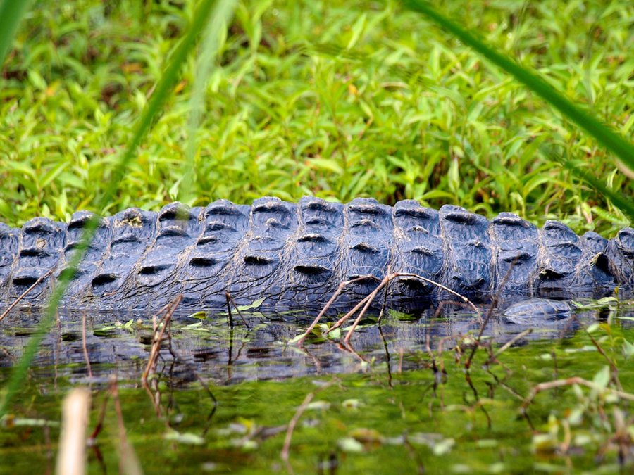 Everglades National Park | LAT.40