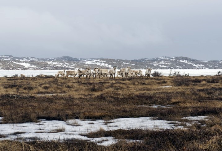 Fogo Island Inn en Fogo Island