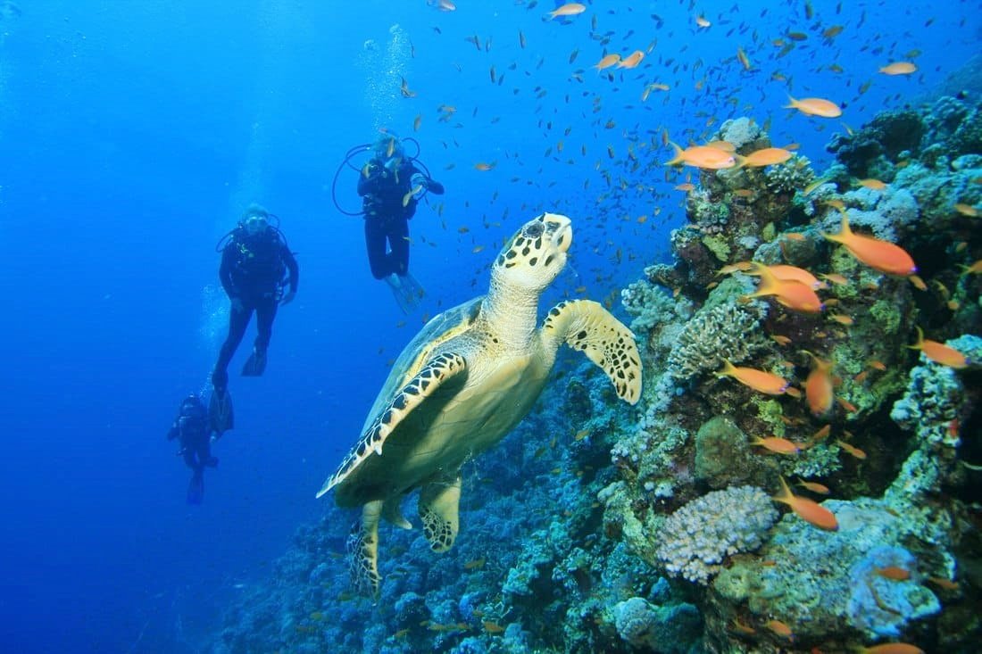 Isla de Pemba | LAT.40