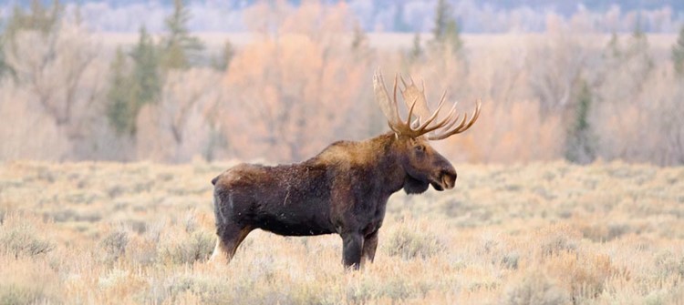 Jackson Hole | LAT.40