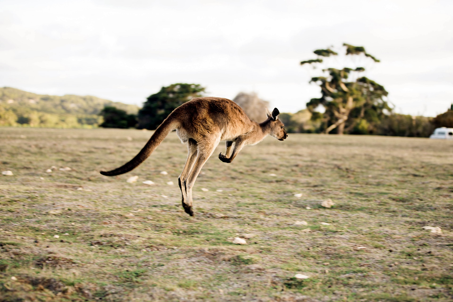 Kangaroo Island | LAT.40