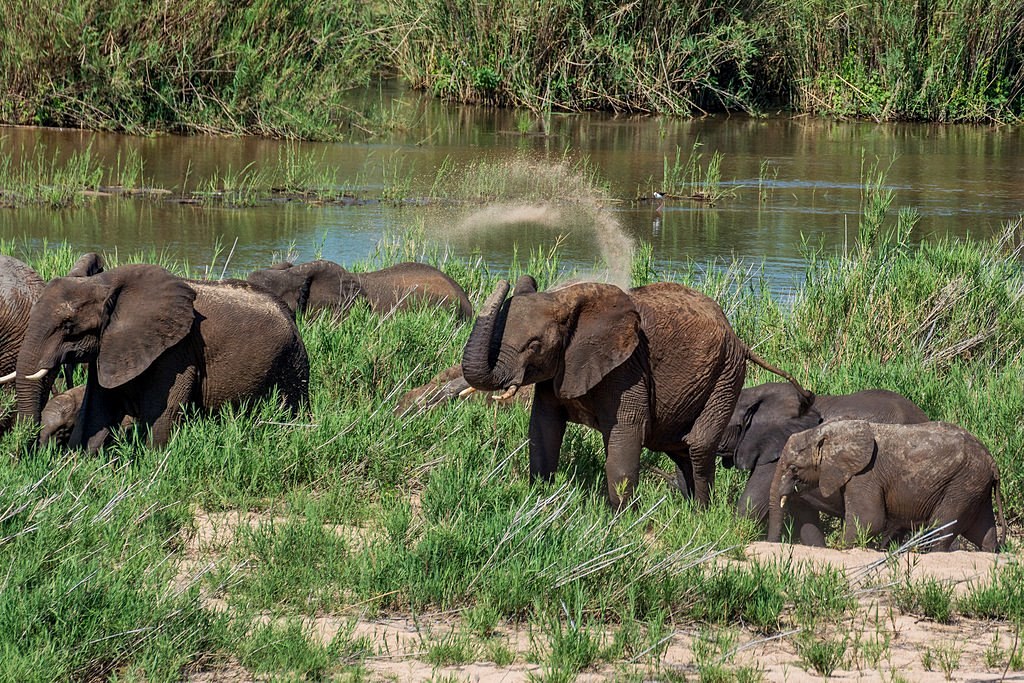 Kruger National Park | LAT.40