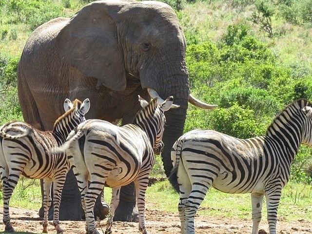 Kruger National Park
