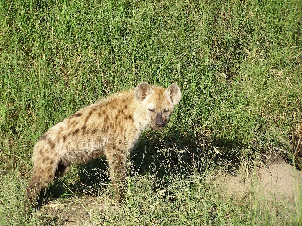 Simbambili Game Lodge en Kruger National Park