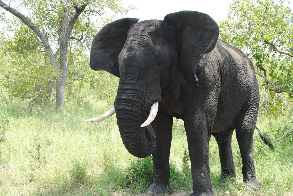 Simbambili Game Lodge en Kruger National Park