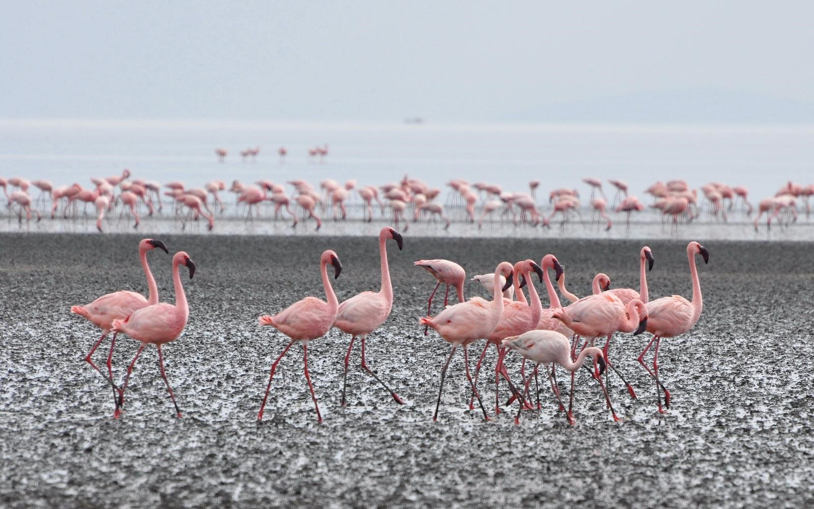 Lago Natron | LAT.40