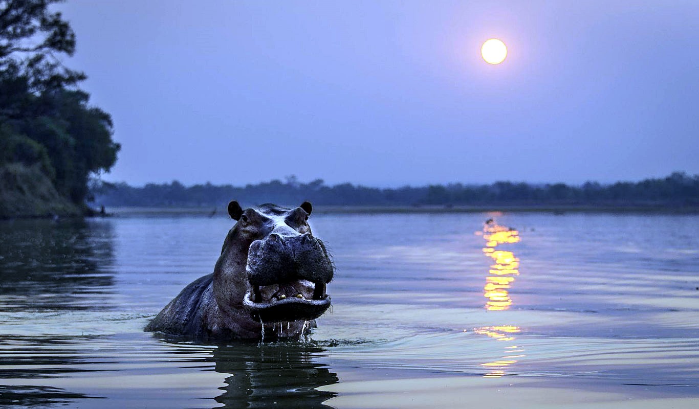 Luna de miel Luangwa Valley, Lower Zambezi y Fanjove diseñado por LAT.40