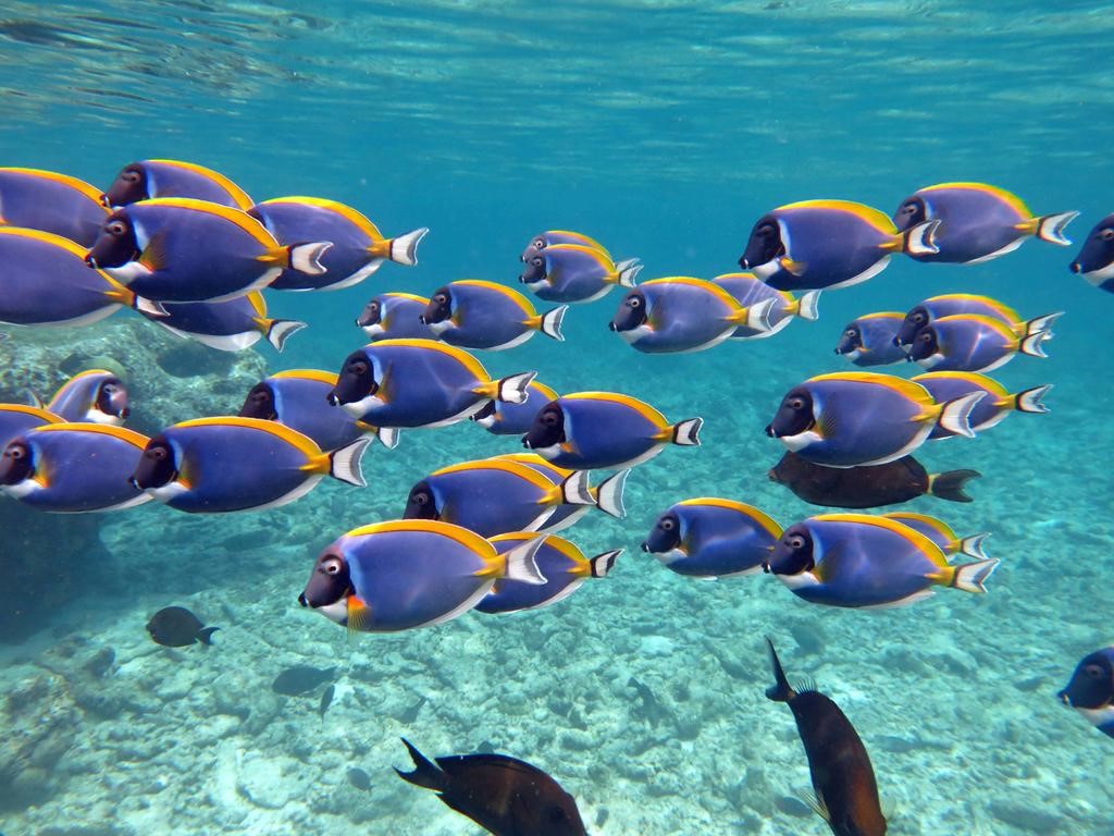 Four Seasons Maldives At Kuda Huraa en North Male Atoll