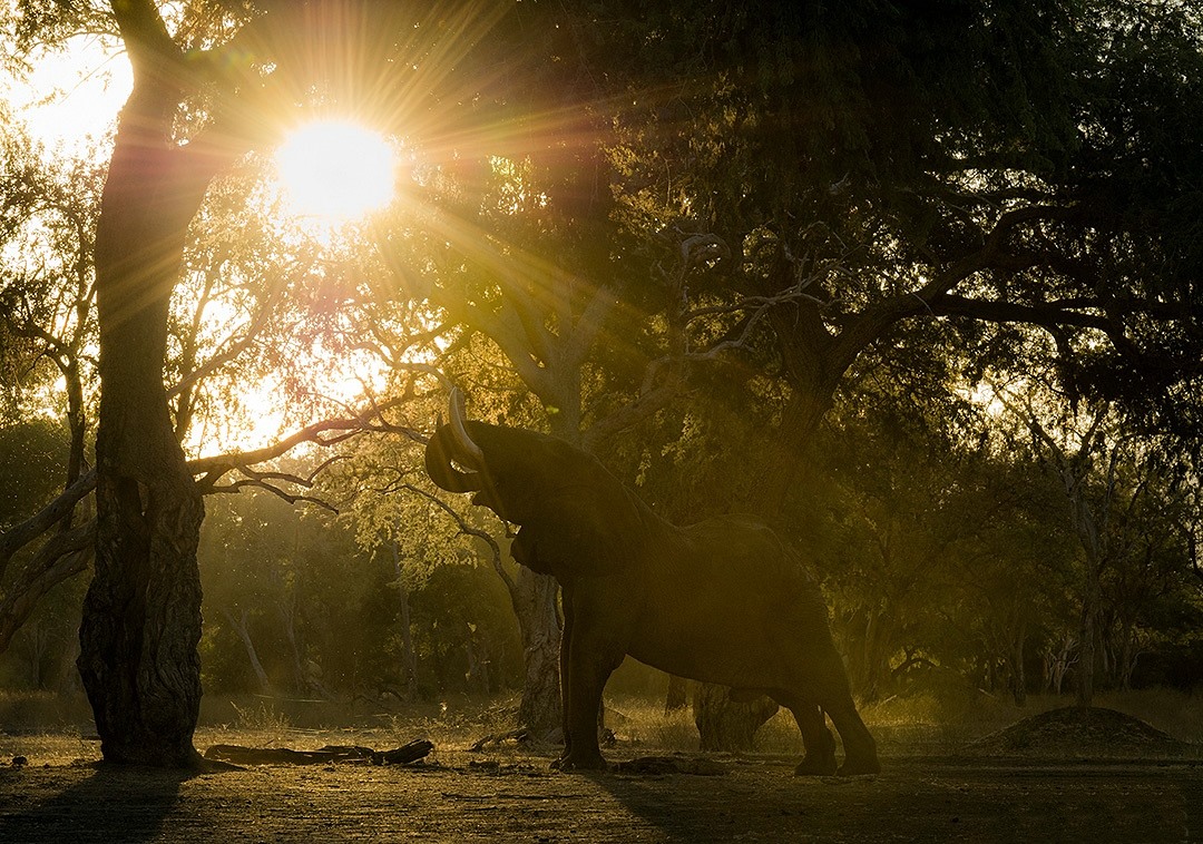 Mana Pools | LAT.40