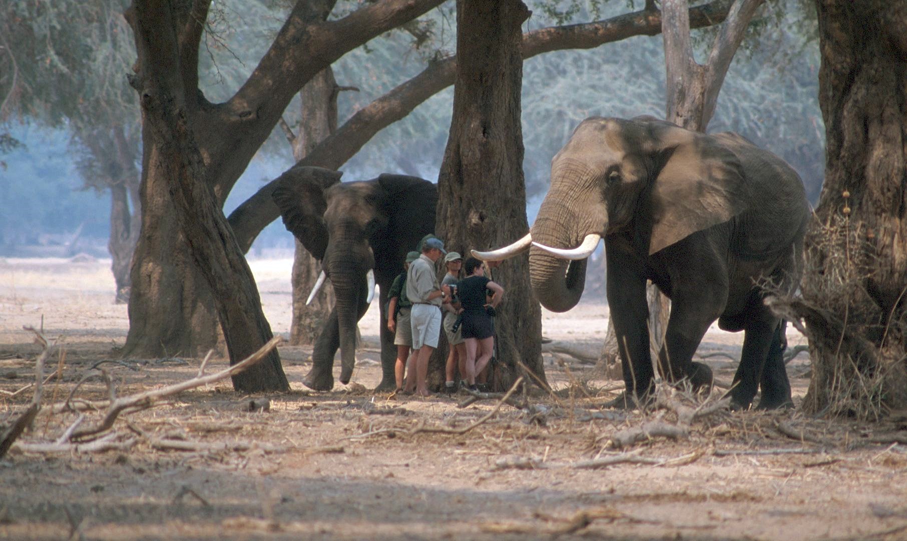 Mana Pools | LAT.40
