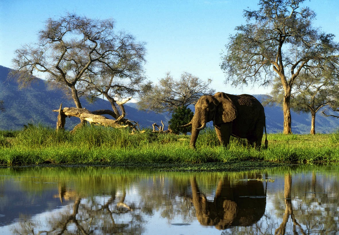 Mana Pools | LAT.40