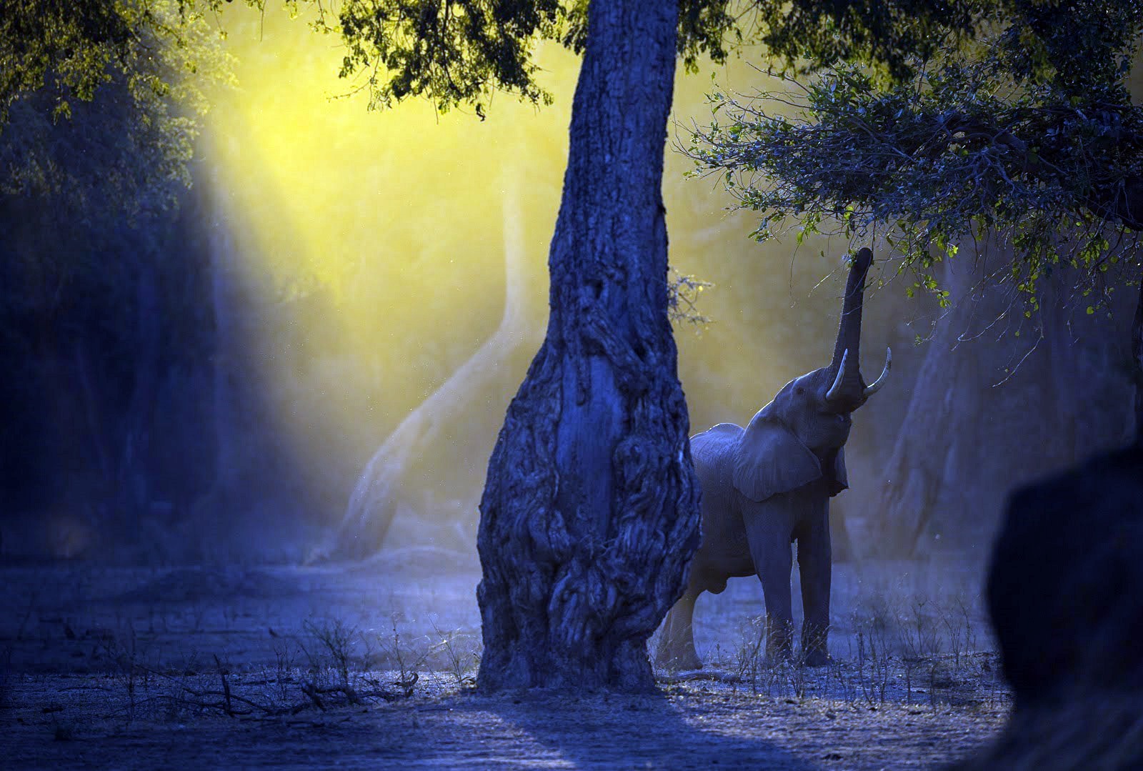 Mana Pools | LAT.40