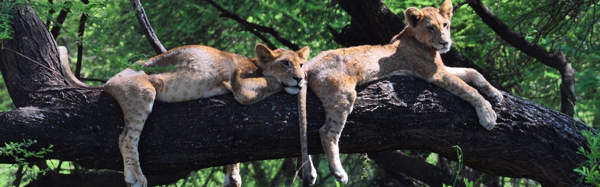 Manyara | LAT.40