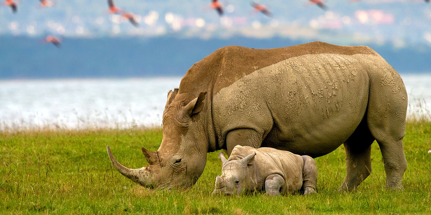 Masai Mara | LAT.40