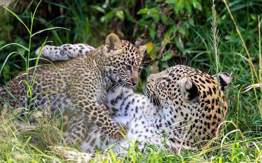 Masai Mara | LAT.40
