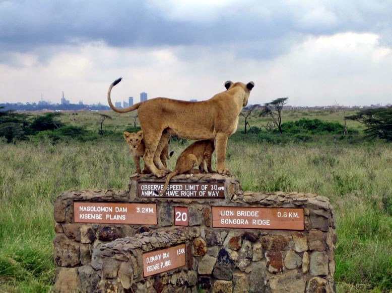 Kenia salvaje y Fanjove Island diseñado por LAT.40