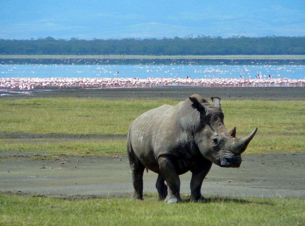 Nakuru | LAT.40