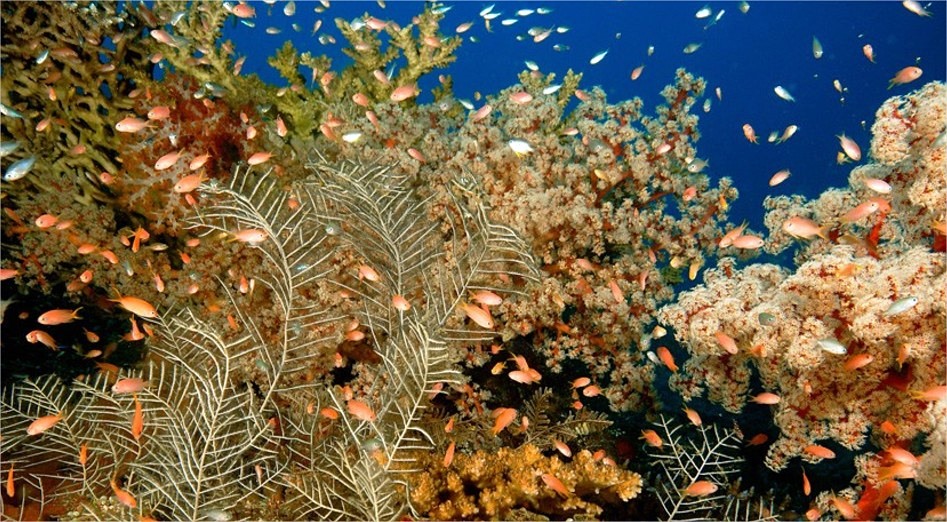 Pamalican Island | LAT.40