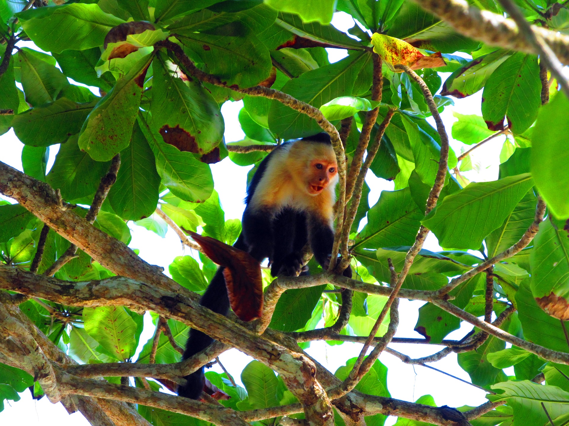 Parque Cahuita | LAT.40