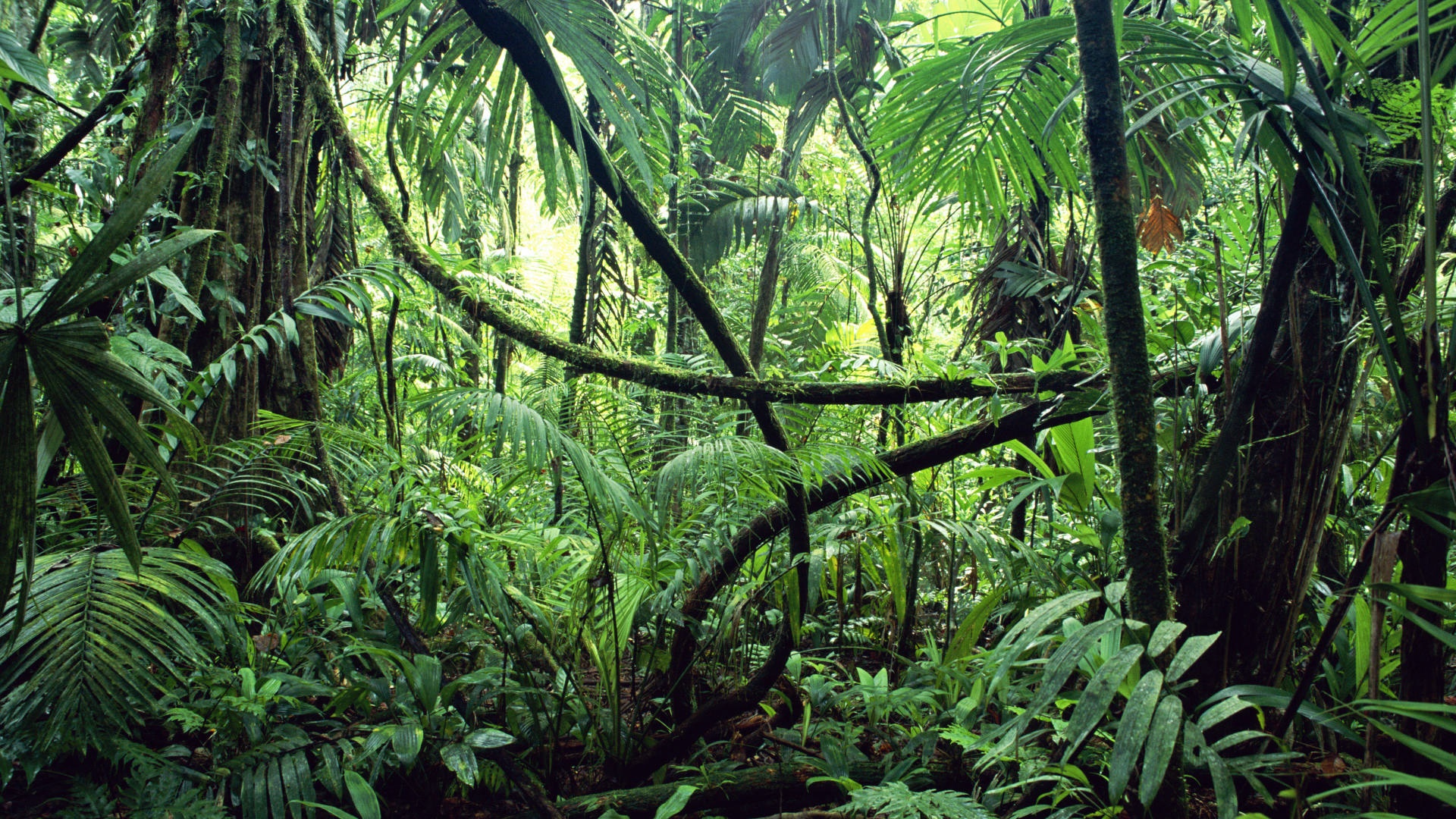 Parque Nacional Corcovado | LAT.40
