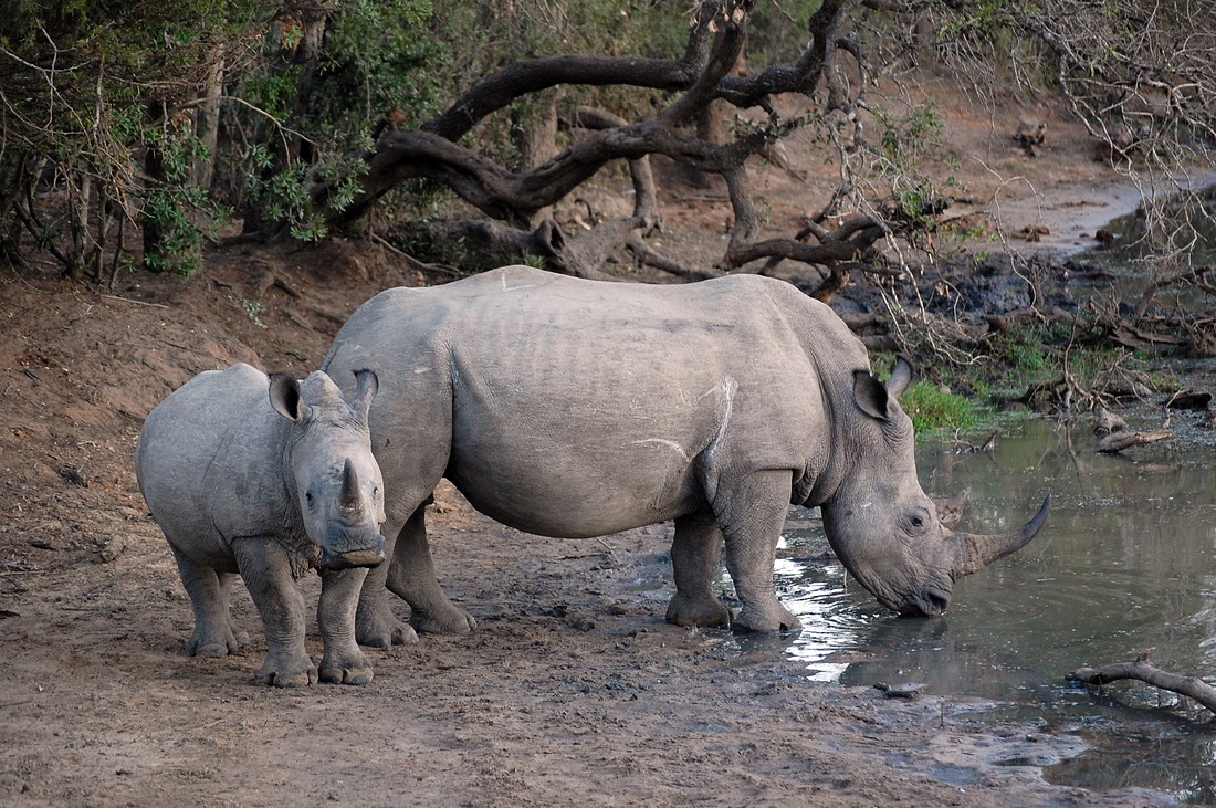 andBeyond Phinda Vlei Lodge en Phinda