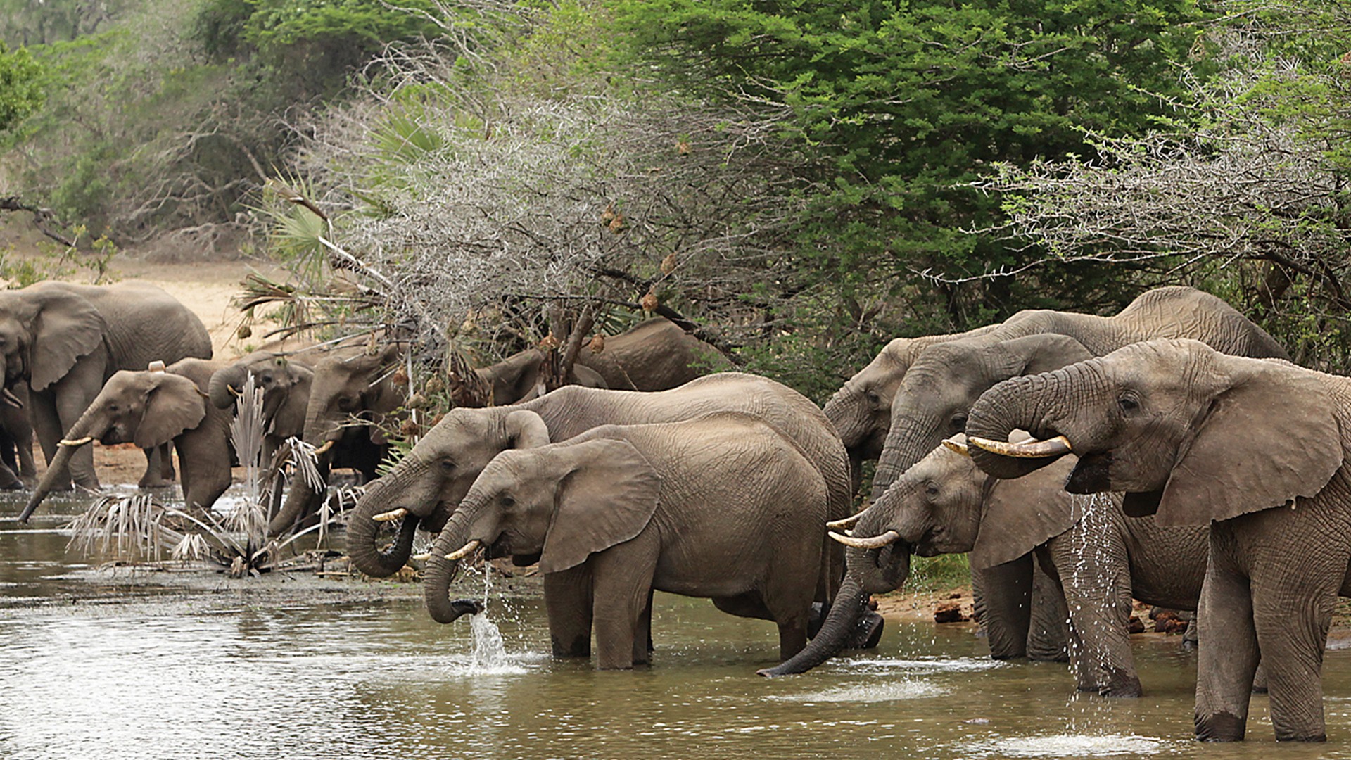 andBeyond Phinda Vlei Lodge en Phinda