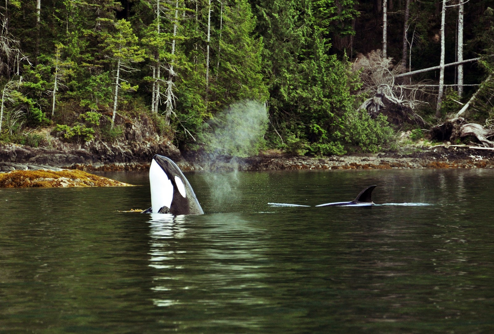 Port Hardy | LAT.40