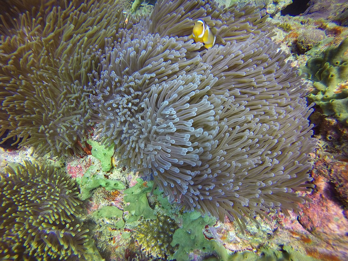 Batu Batu en Pulau Tengah
