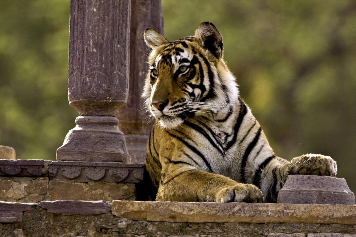 Ranthambore | LAT.40