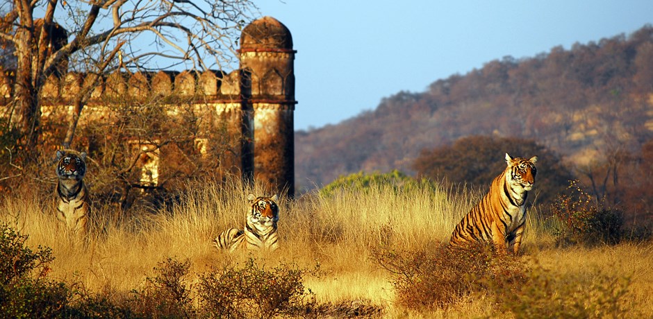 Ranthambore | LAT.40