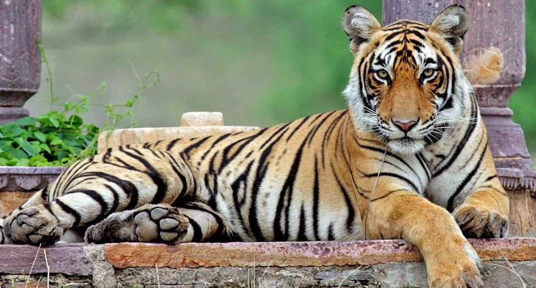 Ranthambore | LAT.40