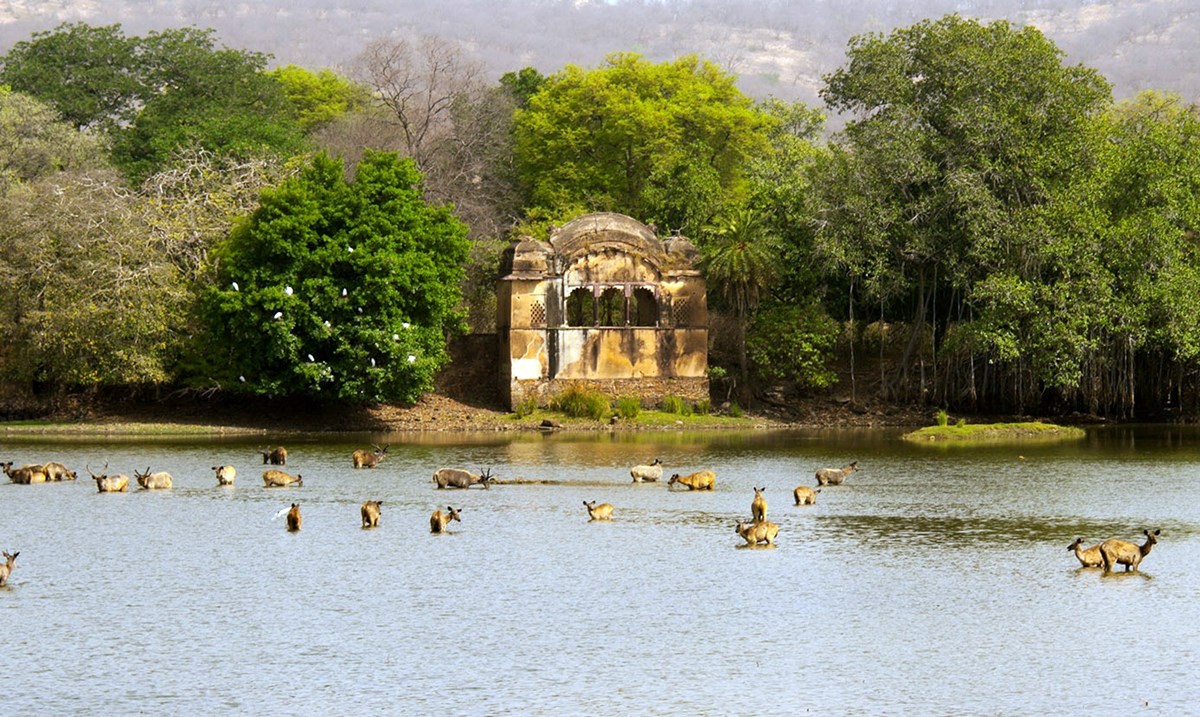 Ranthambore | LAT.40