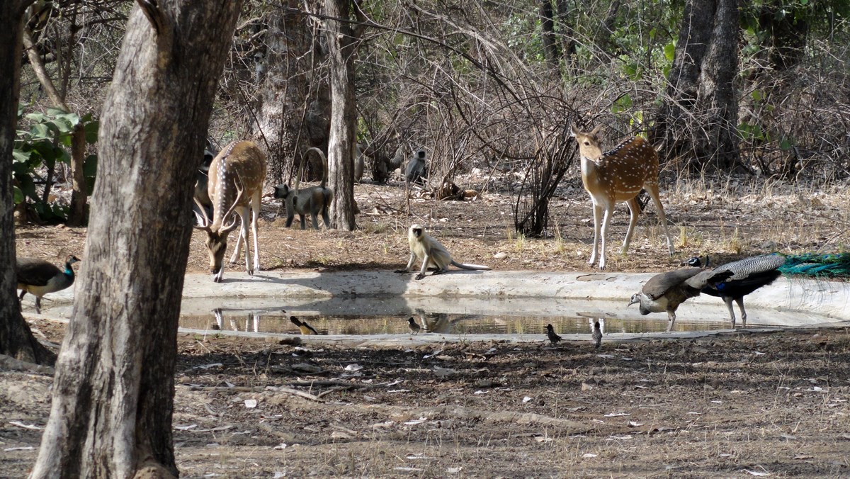 Ranthambore | LAT.40
