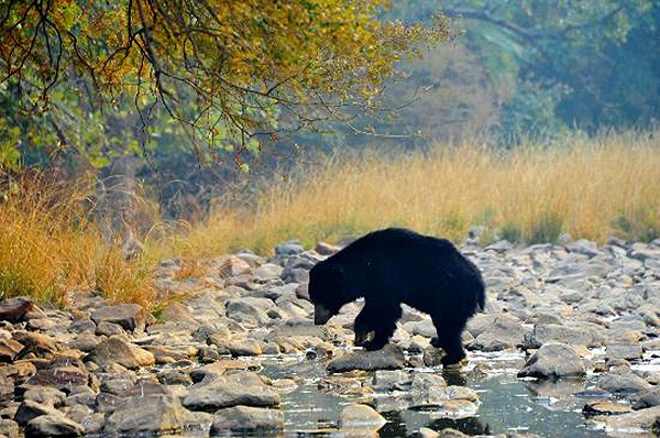 Ranthambore | LAT.40