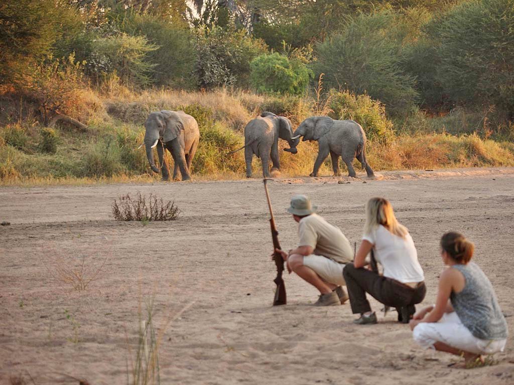 Ruaha | LAT.40