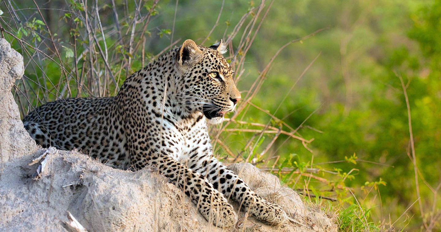 Sabi Sands | LAT.40