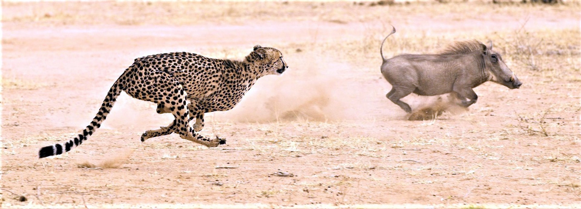 Sabi Sands | LAT.40