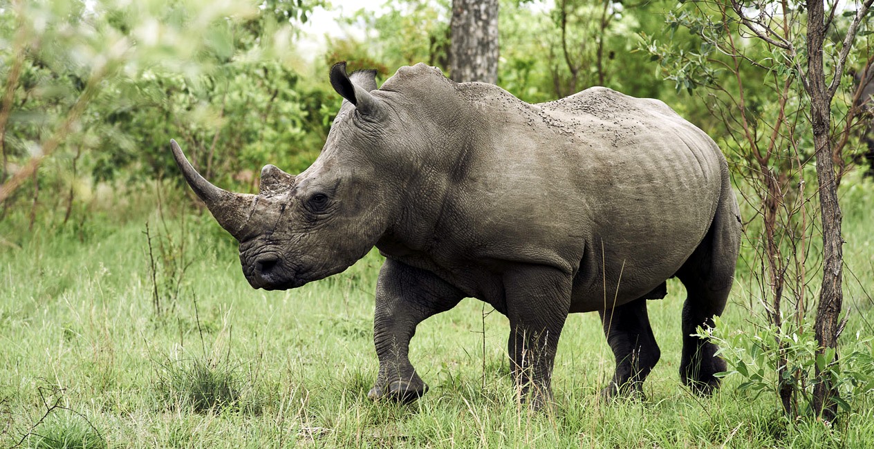 Sabi Sands | LAT.40