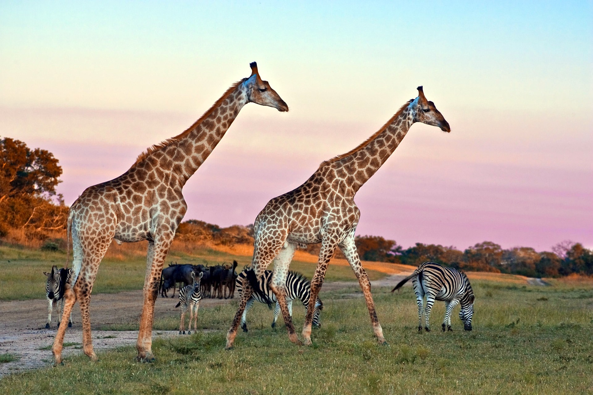 Sabi Sands | LAT.40
